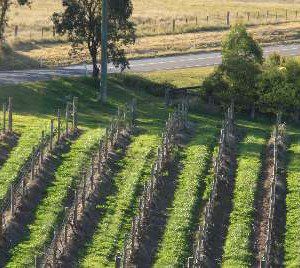 The Hunter Valley