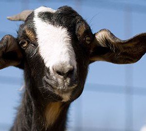 goats