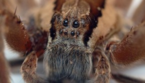 Basho's 5 Amazing Spider Encounters