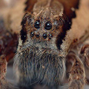 Basho's 5 Amazing Spider Encounters