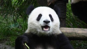 Giant Pandas