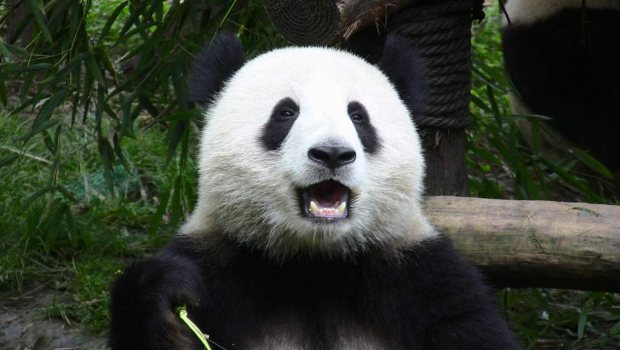 Giant Pandas